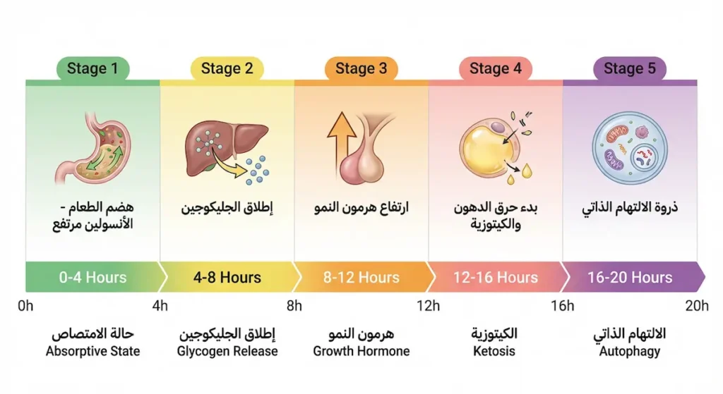خط زمني يوضح 5 مراحل من التغيرات الجسدية خلال 20 ساعة صيام، من هضم الطعام إلى ذروة الالتهام الذاتي