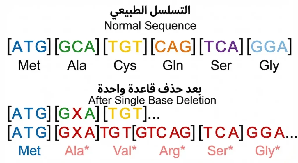 مقارنة بين تسلسل كودونات طبيعي وتسلسل بعد حذف قاعدة واحدة يُظهر إزاحة إطار القراءة وتغيّر جميع الأحماض الأمينية
