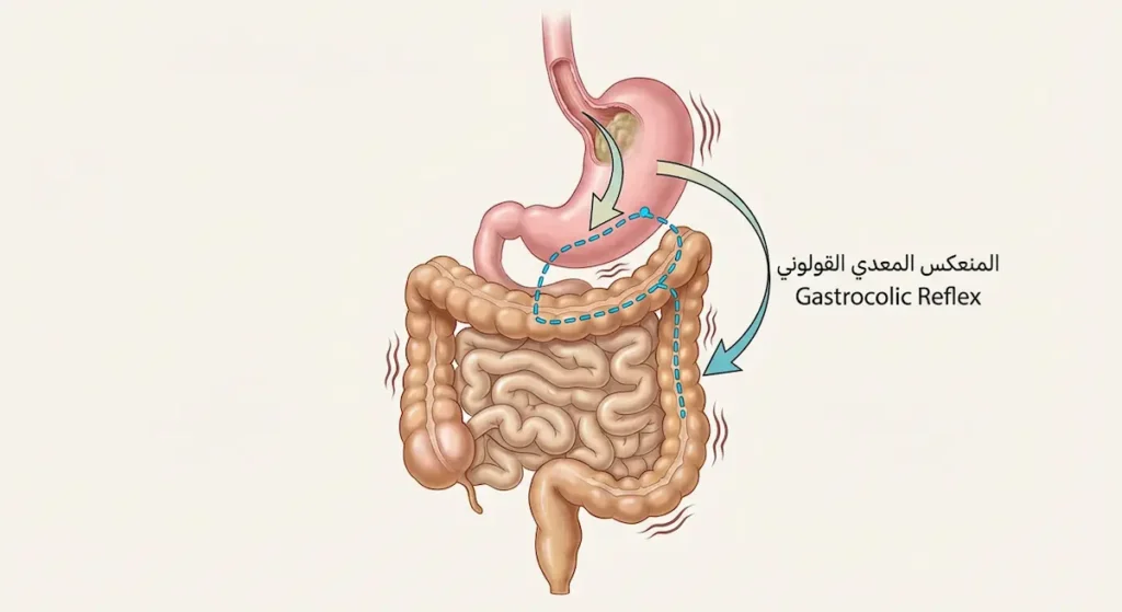 رسم توضيحي للجهاز الهضمي يُظهر المسار العصبي للمنعكس المعدي القولوني بين المعدة والقولون