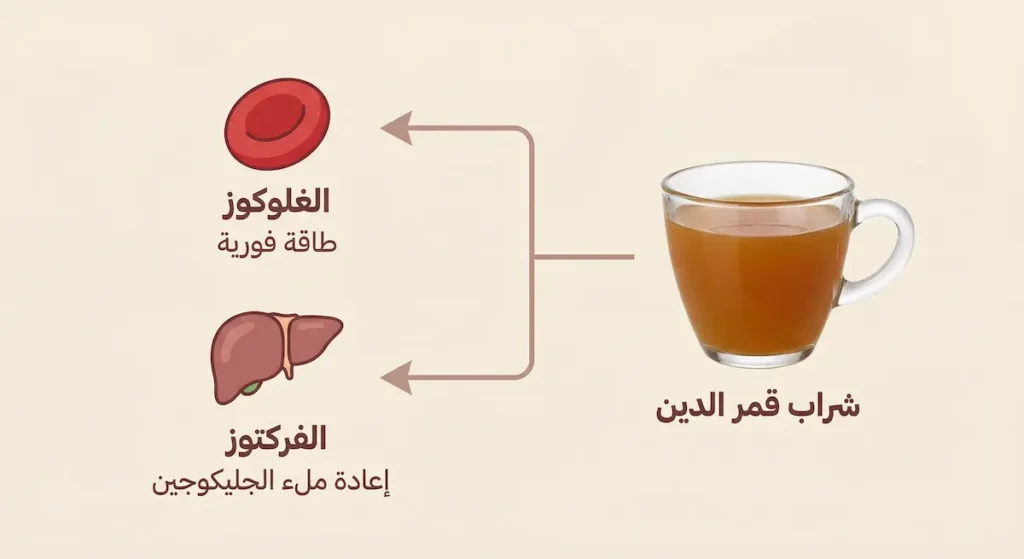 رسم توضيحي يُظهر المسار المزدوج للغلوكوز والفركتوز في الجسم بعد شرب قمر الدين حيث يوفر الغلوكوز طاقة فورية بينما يُعيد الفركتوز ملء مخازن الجليكوجين في الكبد