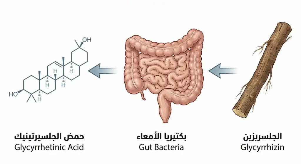 مخطط علمي واقعي يوضح تحول مادة الجلسريزين إلى حمض الجلسيرتينيك داخل الجسم