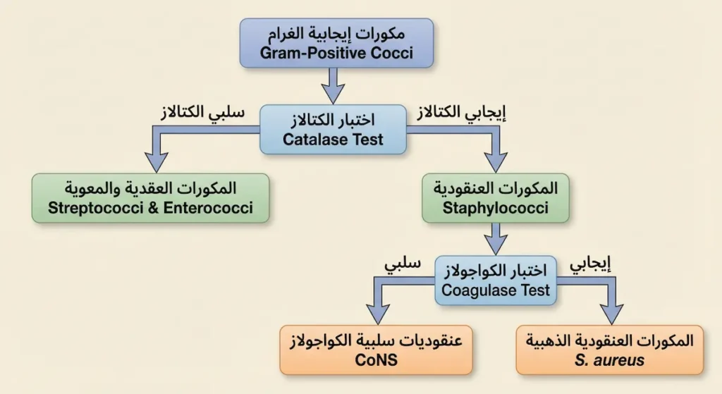  مخطط تصنيفي يوضح تقسيم المكورات إيجابية الغرام بناءً على اختبار الكتالاز واختبار الكواجولاز