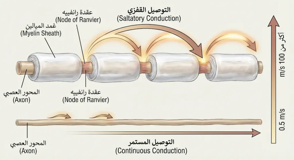 رسم مقارن يُظهر محوراً عصبياً مُغلفاً بالميالين ينقل السيال بسرعة عبر التوصيل القفزي مقارنة بمحور بدون ميالين ينقل السيال ببطء