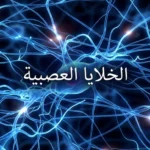 رسم تشريحي تعليمي يوضح أجزاء الخلية العصبية شاملاً جسم الخلية والنواة والزوائد الشجرية والمحور العصبي وغمد الميالين وعقد رانفييه ونهايات المحور