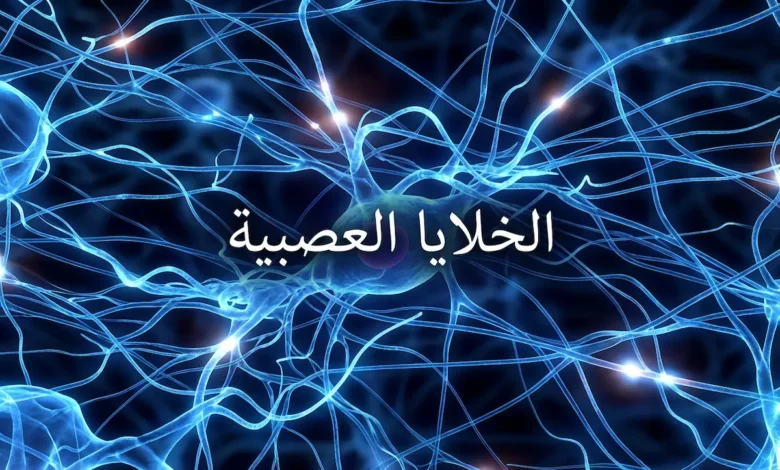 رسم تشريحي تعليمي يوضح أجزاء الخلية العصبية شاملاً جسم الخلية والنواة والزوائد الشجرية والمحور العصبي وغمد الميالين وعقد رانفييه ونهايات المحور