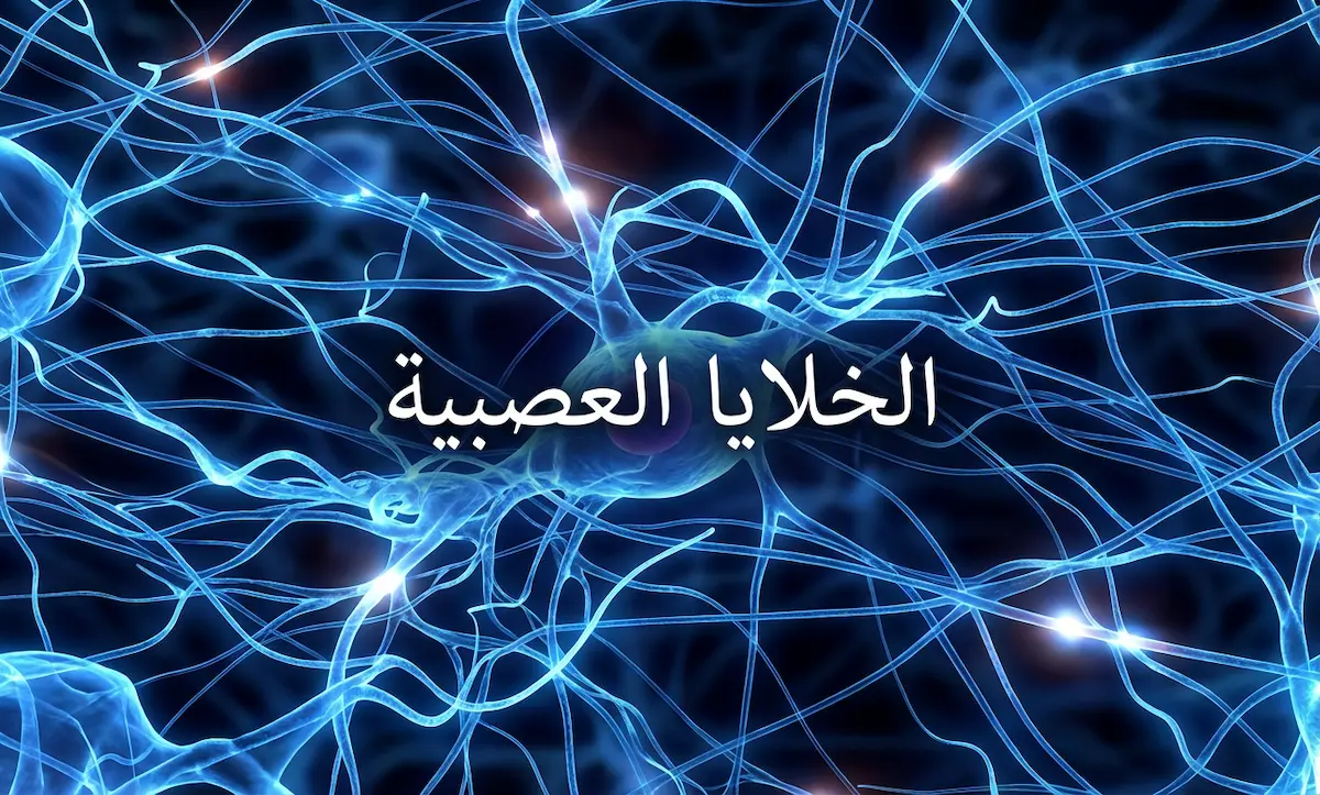 رسم تشريحي تعليمي يوضح أجزاء الخلية العصبية شاملاً جسم الخلية والنواة والزوائد الشجرية والمحور العصبي وغمد الميالين وعقد رانفييه ونهايات المحور