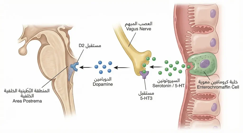 رسم توضيحي يُبيّن دور النواقل العصبية السيروتونين والدوبامين في تحفيز الغثيان من خلال تفاعلها مع مستقبلات 5-HT3 على العصب المبهم ومستقبلات D2 في المنطقة البُطينية الخلفية