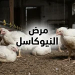 غلاف مقال مرض النيوكاسل يُظهر عنبر دواجن بداخله دجاج أبيض بعضه خامل وعليه علامات المرض مع عنوان مرض النيوكاسل