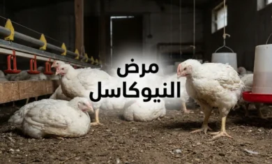 غلاف مقال مرض النيوكاسل يُظهر عنبر دواجن بداخله دجاج أبيض بعضه خامل وعليه علامات المرض مع عنوان مرض النيوكاسل