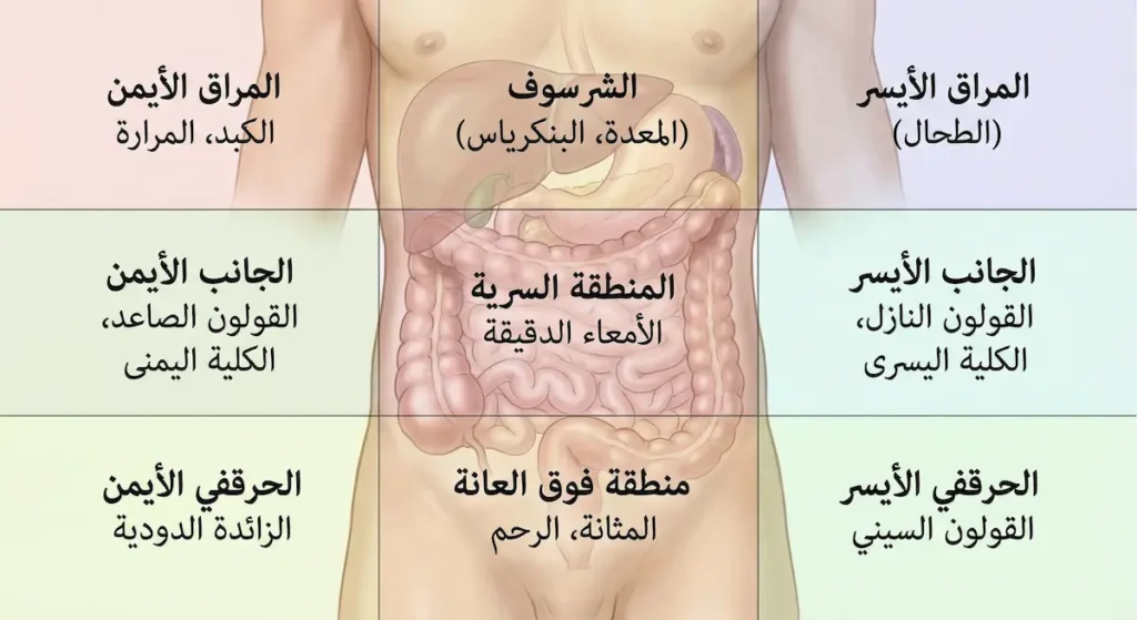 رسم توضيحي تشريحي يقسم البطن إلى تسع مناطق مع تسمية كل منطقة والأعضاء الموجودة فيها باللغة العربية