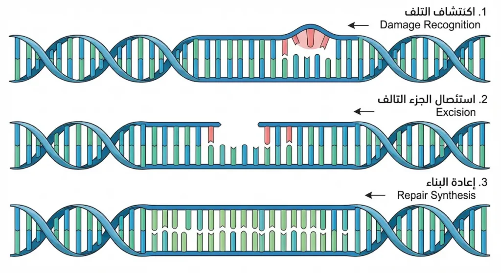 رسم توضيحي يُظهر ثلاث مراحل لإصلاح الحمض النووي بطريقة الاستئصال النيوكليوتيدي: اكتشاف التلف ثم استئصاله ثم إعادة البناء