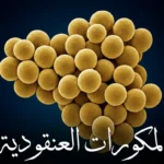 صورة مجهرية إلكترونية ملونة تُظهر بكتيريا المكورات العنقودية الذهبية متجمعة على شكل عناقيد كروية ذهبية على خلفية داكنة