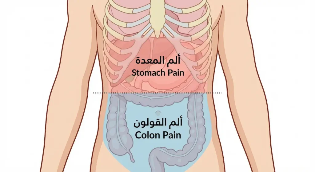 رسم توضيحي للجذع البشري يُحدد منطقة ألم المعدة في أعلى البطن ومنطقة ألم القولون في أسفله