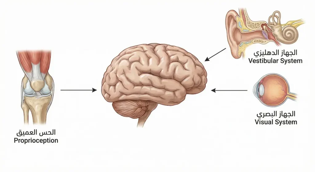 مخطط توضيحي يُظهر الدماغ في المركز وحوله المصادر الحسية الثلاثة للتوازن وهي الجهاز الدهليزي والجهاز البصري والحس العميق مع خطوط تربطها بالدماغ