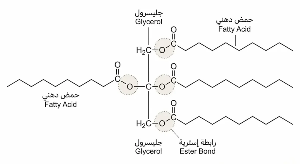 رسم توضيحي يُظهر التركيب الكيميائي البنائي لجزيء دهن ثلاثي حيث يرتبط جزيء جليسرول واحد بثلاثة أحماض دهنية عبر ثلاث روابط إسترية مع تحديد كل جزء من الجزيء