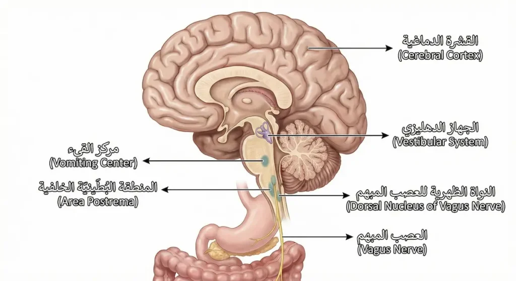 رسم تشريحي للدماغ يوضح موقع مركز القيء في جذع الدماغ والمنطقة البُطينية الخلفية والعصب المبهم والجهاز الدهليزي والقشرة الدماغية
