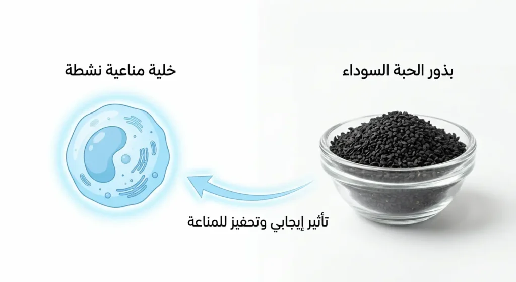 رسم توضيحي يظهر خلايا مناعية نشطة مع بذور الحبة السوداء يوضح دورها في تقوية الجهاز المناعي