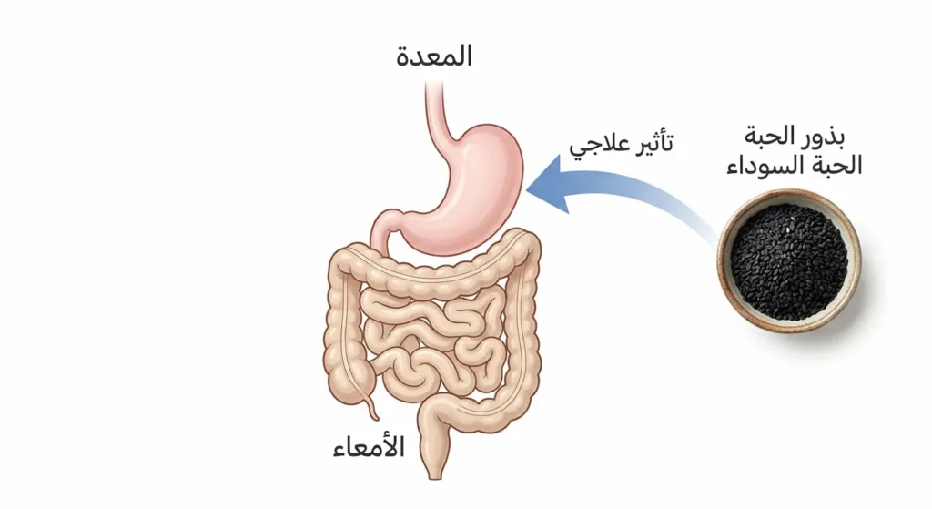  صورة توضيحية تظهر بذور الحبة السوداء مع رمز للمعدة توضح دورها في مكافحة جرثومة المعدة ودعم صحة الجهاز الهضمي