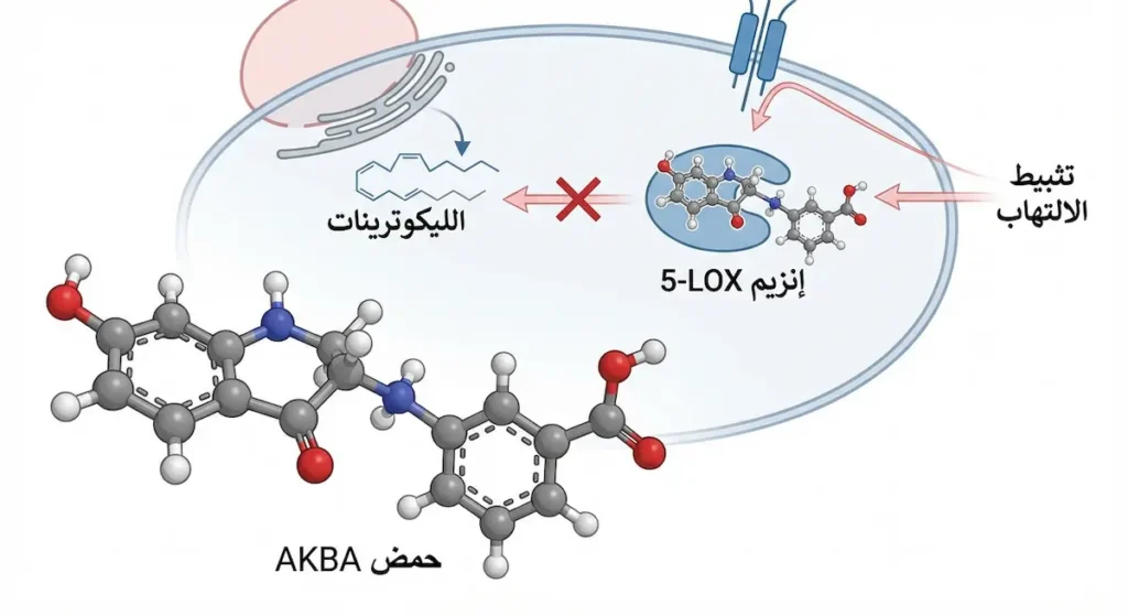  آلية عمل حمض AKBA في تثبيط إنزيم 5-LOX وتقليل الالتهاب