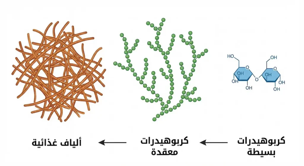 مخطط يوضح الفرق في البنية الجزيئية بين الكربوهيدرات البسيطة والمعقدة والألياف الغذائية