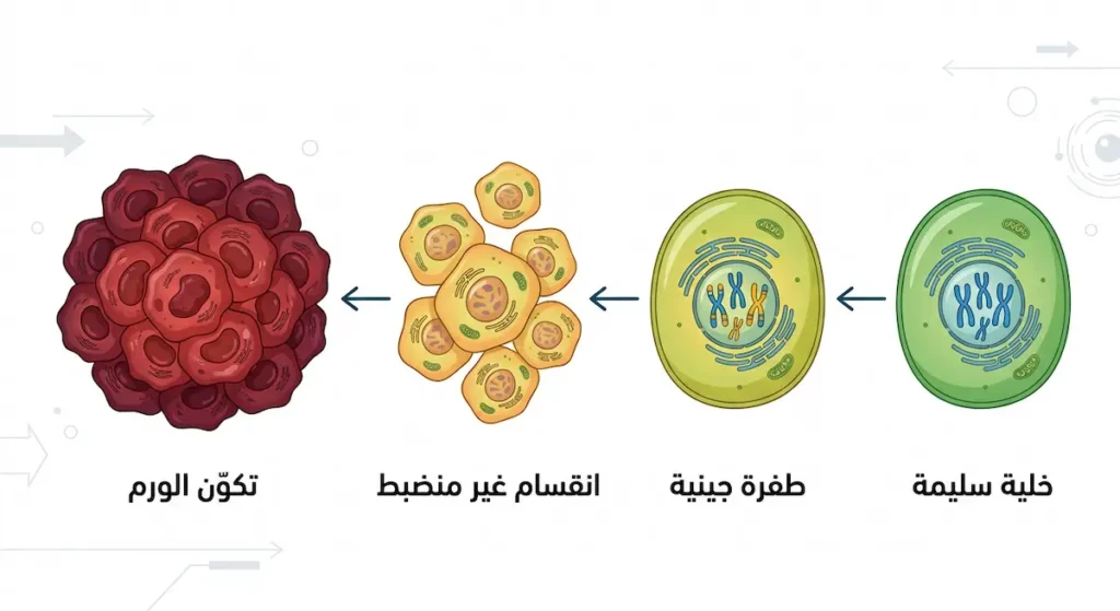  رسم يوضح مراحل تحول الخلية السليمة إلى سرطانية من الطفرة الجينية حتى تكوّن الورم