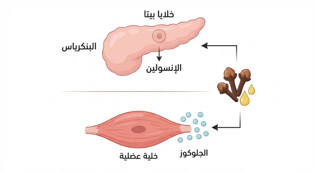  رسم توضيحي يُظهر مستويين لتأثير القرنفل على سكر الدم: تحفيز خلايا بيتا في البنكرياس لإنتاج الإنسولين وتحسين امتصاص الجلوكوز في خلايا العضلات