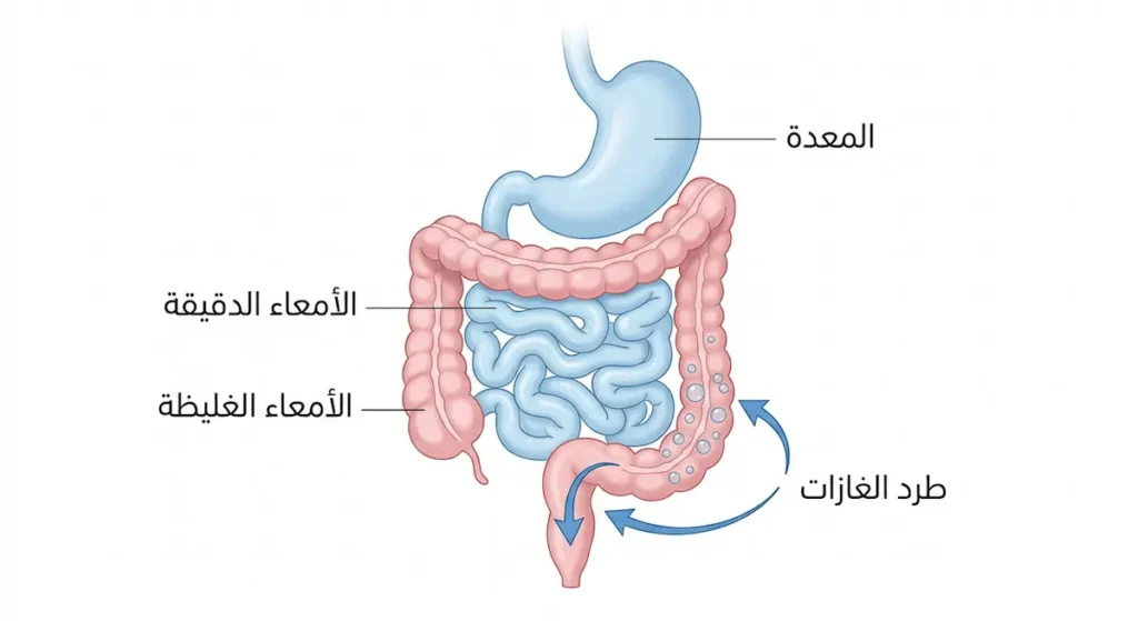 رسم توضيحي للجهاز الهضمي يُظهر المعدة والأمعاء الدقيقة والغليظة مع توضيح منطقة عمل الكمون في طرد الغازات
