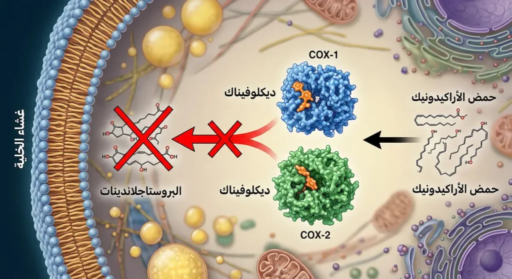 رسم توضيحي يوضح كيف يثبط ديكلوفيناك إنزيمات COX-1 وCOX-2 ويمنع إنتاج البروستاجلاندينات المسببة للألم والالتهاب