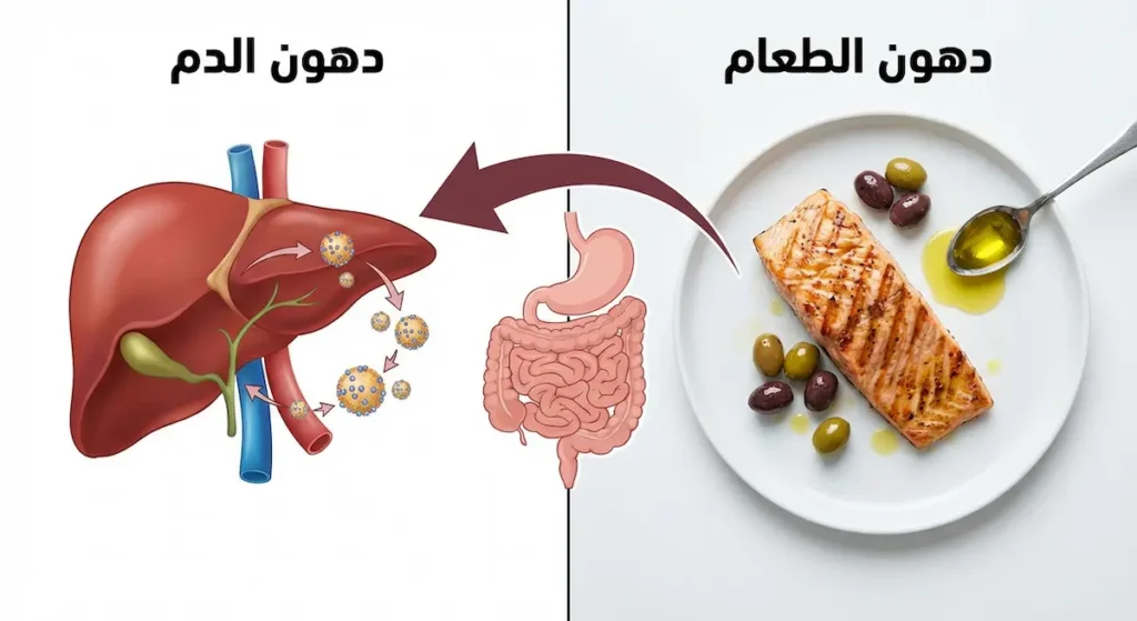 مقارنة توضيحية بين دهون الطعام الغذائية ودهون الدم التي يصنعها الكبد مع سهم يوضح مسار التحول