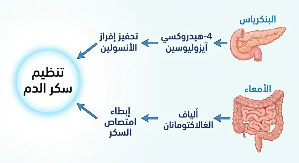 رسم توضيحي يوضح مسارين لتأثير الحلبة على سكر الدم الأول عبر تحفيز إفراز الأنسولين من البنكرياس والثاني عبر إبطاء امتصاص السكر في الأمعاء بواسطة ألياف الغالاكتومانان