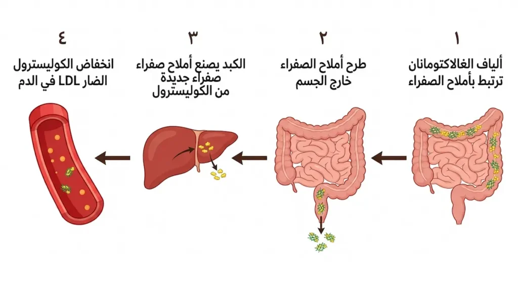 رسم توضيحي تسلسلي يشرح كيف تعمل ألياف الغالاكتومانان في الحلبة على خفض الكوليسترول الضار عبر الارتباط بأملاح الصفراء في الأمعاء وإجبار الكبد على استهلاك الكوليسترول لتعويضها