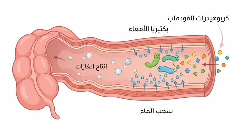 رسم توضيحي طبي يوضح آلية عمل كربوهيدرات الفودماب في الأمعاء وكيفية تسببها في الانتفاخ والغازات