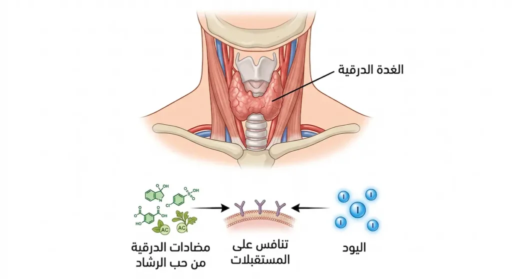  رسم توضيحي يُظهر الغدة الدرقية في الرقبة ويوضح كيف تتنافس مضادات الدرقية الموجودة في حب الرشاد مع اليود على مستقبلات الغدة