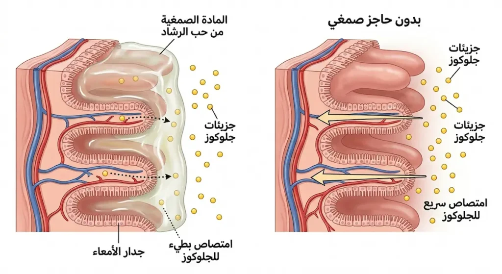 رسم توضيحي يقارن بين امتصاص الجلوكوز السريع في الأمعاء بدون حاجز صمغي وامتصاصه البطيء بوجود المادة الصمغية من حب الرشاد