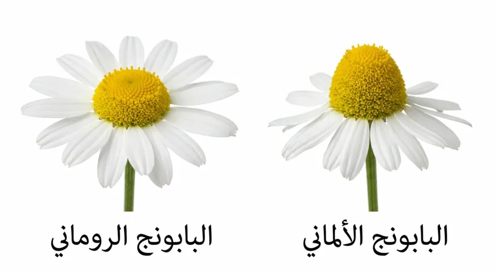  مقارنة بصرية بين زهرة البابونج الألماني الأصغر حجماً وزهرة البابونج الروماني الأكبر حجماً