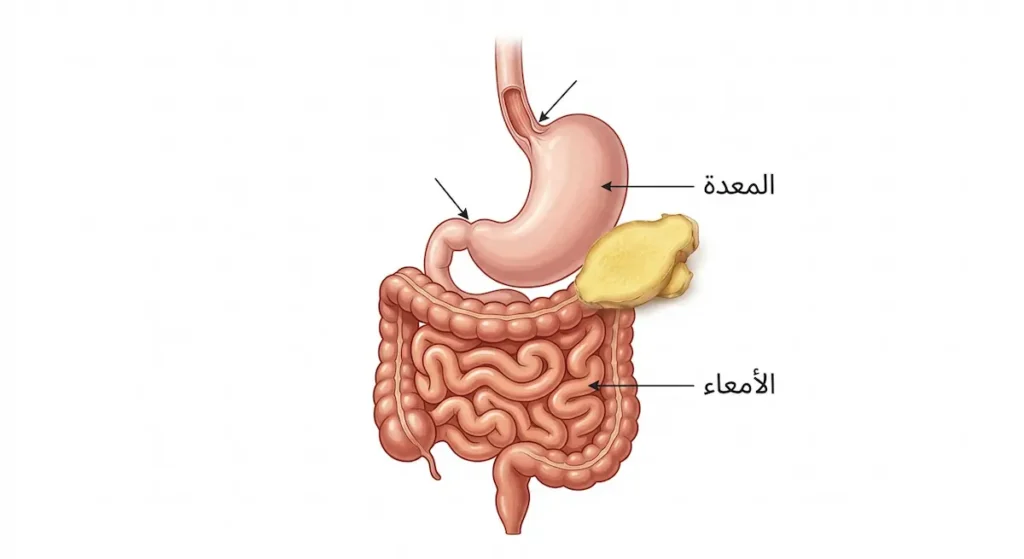 رسم توضيحي للجهاز الهضمي يُظهر المعدة والأمعاء مع شريحة زنجبيل توضح تأثيره على الهضم