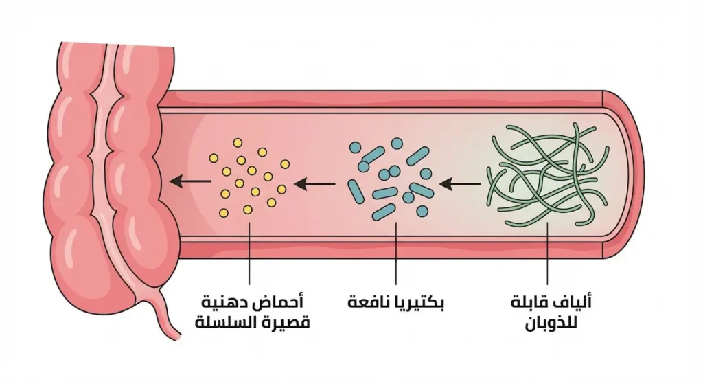 رسم توضيحي يُظهر ثلاث مراحل لعمل الصمغ العربي كبريبايوتك في القولون: ألياف قابلة للذوبان ثم تخمير بكتيري ثم إنتاج أحماض دهنية قصيرة السلسلة تغذي بطانة القولون