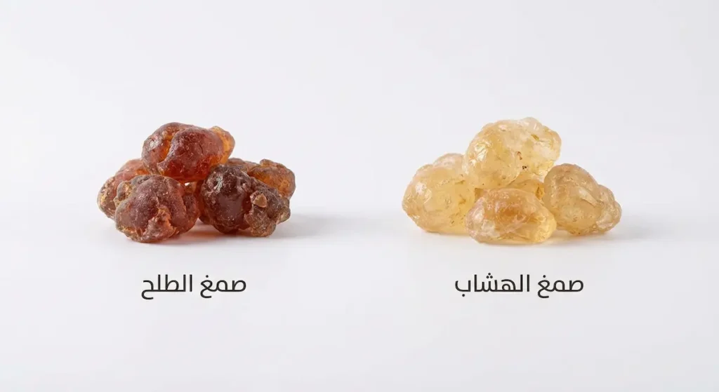 مقارنة بصرية بين صمغ الهشاب ذهبي اللون الفاتح الشفاف على اليمين وصمغ الطلح بني اللون المحمّر الداكن على اليسار على خلفية بيضاء