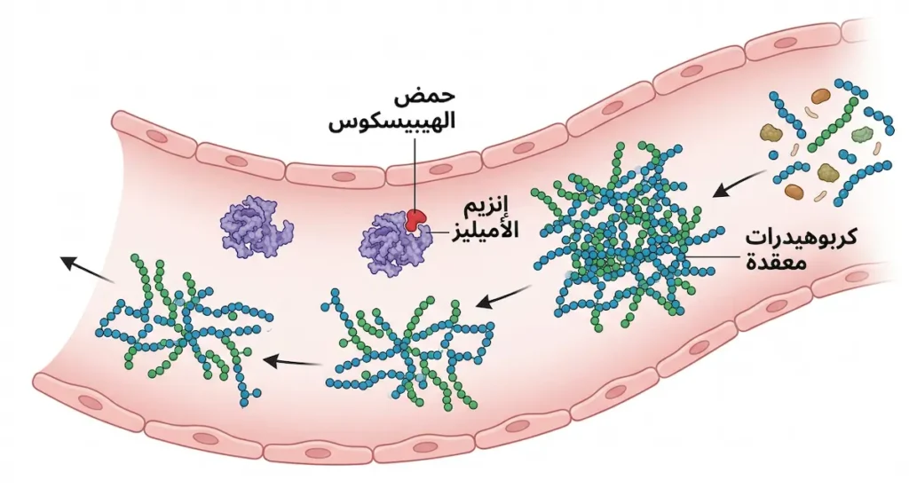 رسم توضيحي يُظهر كيف يثبّط حمض الهيبيسكوس الموجود في الكركديه إنزيم الأميليز البنكرياسي ويقلل تكسير الكربوهيدرات في الأمعاء الدقيقة