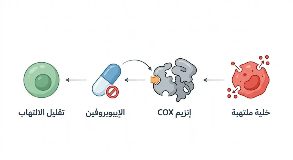 رسم توضيحي يُظهر كيف يعمل الإيبوبروفين على تثبيط إنزيم COX وتقليل الالتهاب في الخلايا