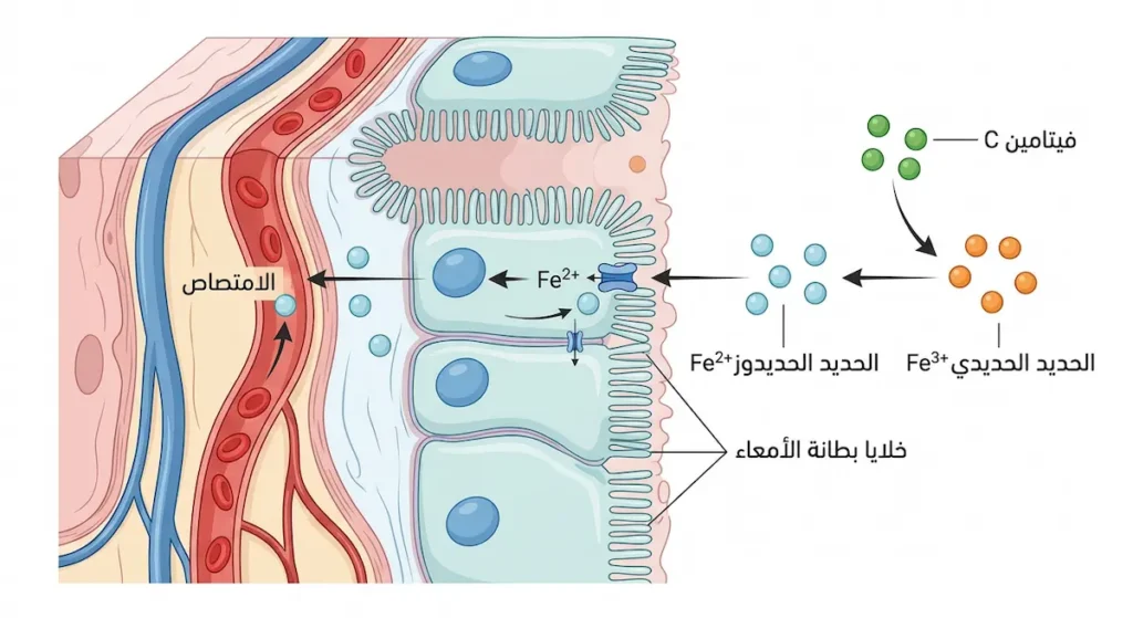 رسم توضيحي علمي يُظهر آلية تحويل فيتامين C للحديد الحديدي إلى حديد حديدوز لتسهيل امتصاصه في الأمعاء الدقيقة
