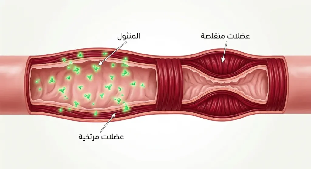  رسم توضيحي يقارن بين العضلات المعوية المتقلصة قبل المنثول والعضلات المرتخية بعد تأثير المنثول
