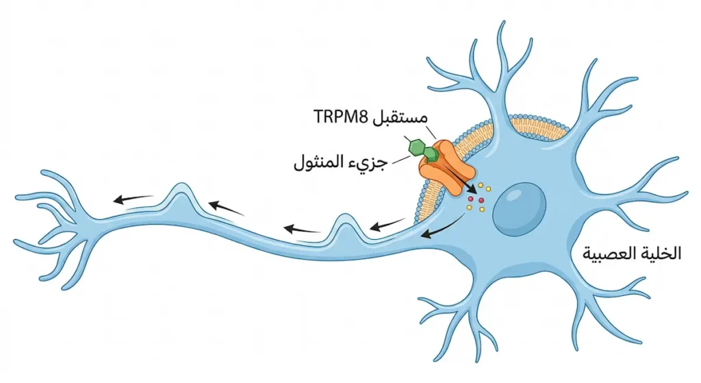 رسم توضيحي يوضح آلية ارتباط جزيء المنثول بمستقبل TRPM8 على سطح الخلية العصبية الحسية