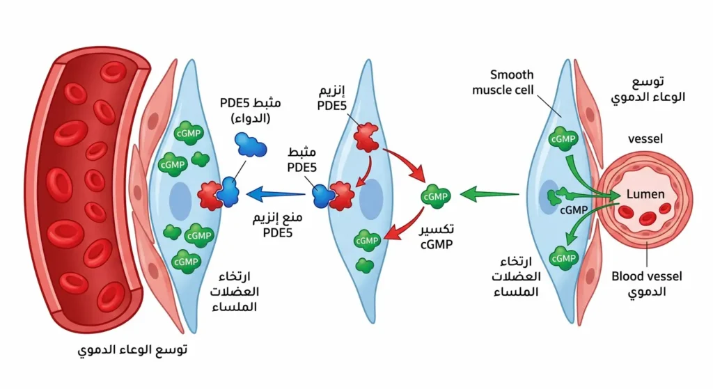 رسم توضيحي يُظهر آلية عمل مثبطات PDE5 في إرخاء العضلات الملساء للأوعية الدموية