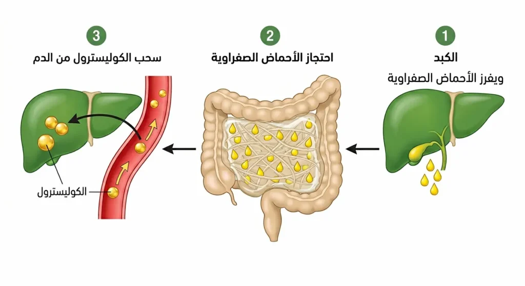 رسم توضيحي يشرح كيف يحتجز السيليوم الأحماض الصفراوية ويُجبر الكبد على سحب الكوليسترول من الدم