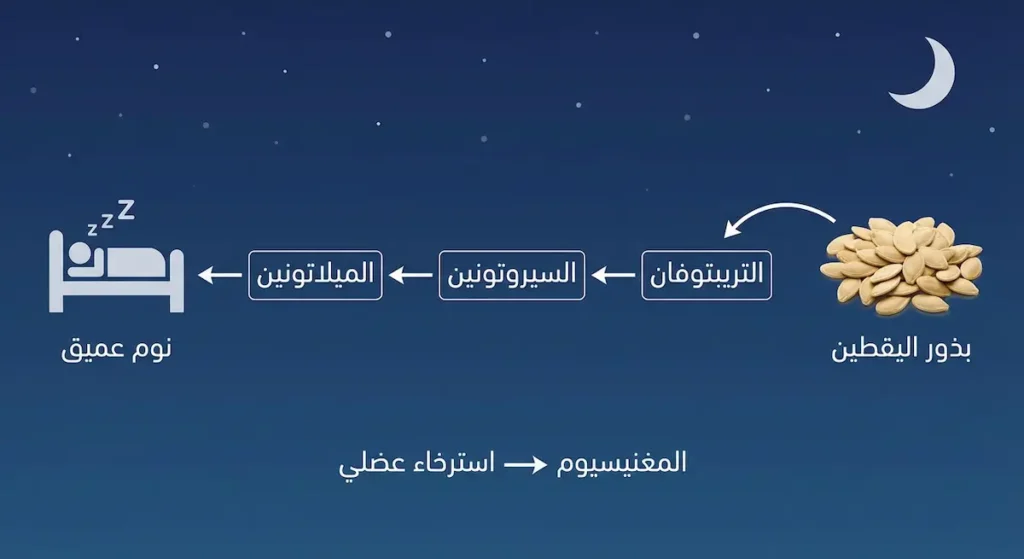 مخطط تسلسلي يوضح تحول التريبتوفان الموجود في بذور اليقطين إلى السيروتونين ثم الميلاتونين لتحسين النوم مع دور المغنيسيوم في الاسترخاء العضلي