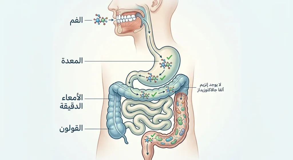 رسم تشريحي للجهاز الهضمي يوضح مسار سكر الرافينوز من الفم عبر المعدة والأمعاء الدقيقة وصولاً إلى القولون دون هضم