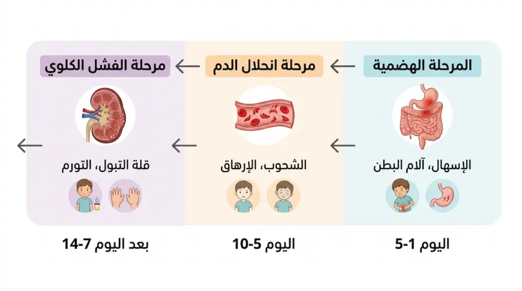 مخطط زمني يوضح المراحل الثلاث لتطور أعراض متلازمة انحلال الدم اليوريمية من المرحلة الهضمية إلى الفشل الكلوي