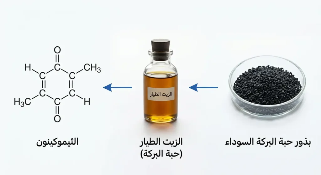 رسم توضيحي علمي يوضح بنية مركب الثيموكينون الكيميائية مع بذور الحبة السوداء وقطرات الزيت المستخلص منها
