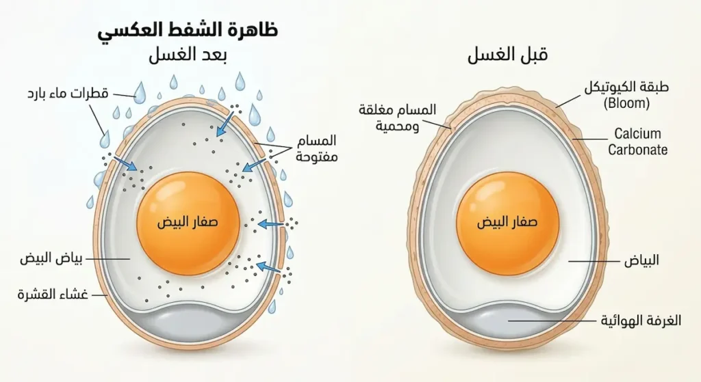 مقارنة توضيحية بين بيضة قبل الغسل بمسام مغلقة وبيضة بعد الغسل تُظهر دخول البكتيريا عبر المسام بظاهرة الشفط العكسي